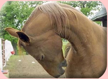 Arabian horse photo